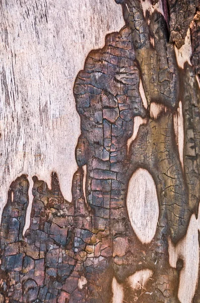 Абстрактний дизайн на стовбурі дерева — стокове фото
