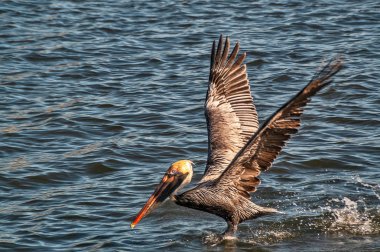 Kahverengi Pelikan (Pelecanus occidentalis) 343