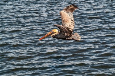Kahverengi Pelikan (Pelecanus occidentalis) uçan 