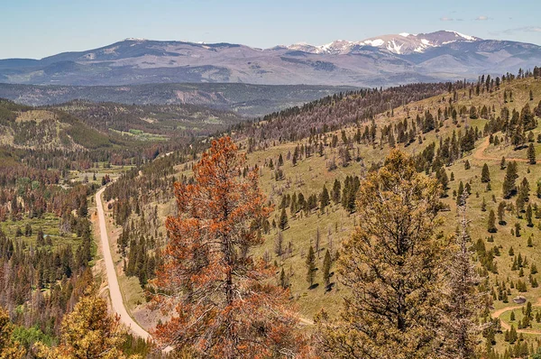 Camino de dos carriles en las montañas que muestra la devastación causada por los escarabajos — Foto de Stock