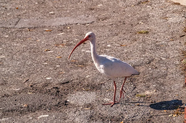 Ibis blanco — Foto de Stock