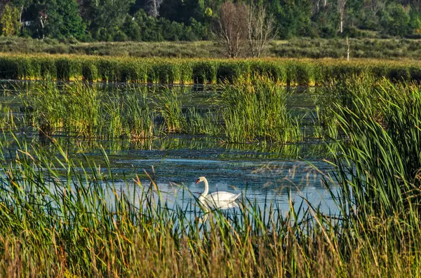 Swan Natação em uma área pantanosa — Fotografia de Stock