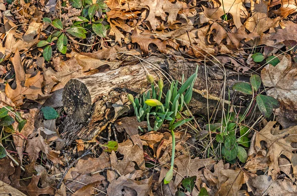 Daffodil knoppar i april — Stockfoto