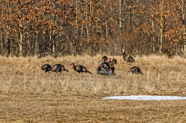 Rafter of Wild Turkeys Ліцензійні Стокові Зображення