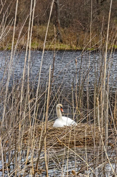 Ninho Cisne mudo — Fotografia de Stock