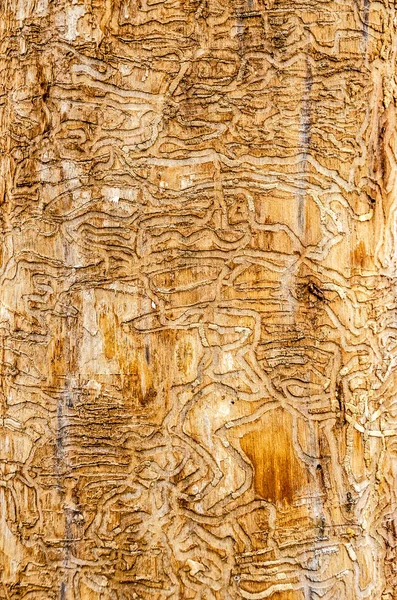Лабіринт різьблений деревиною народила жуки — стокове фото