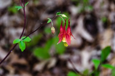 Bud ile Kırmızı Columbine