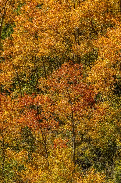 Cores bonitas de outono — Fotografia de Stock