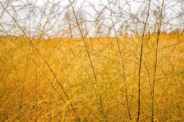 잔디와 덩굴 — 스톡 사진
