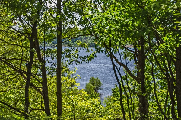 Lago entre los árboles — Foto de Stock