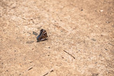 Kanatları Katlı Mavi Kelebek