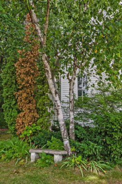 Ağaçlarla çevrili taş sırası.