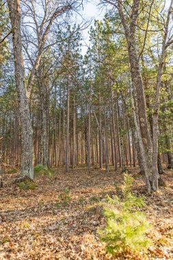 Mavi Boyayla İşaretlenmiş Ağaçlar, Kesmek ve Saklamak İçin?