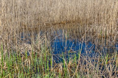 Sakin Mavi Su Yansımaları