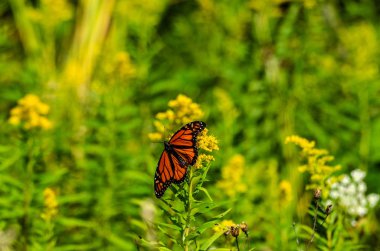 Monarch Butterfly Goldenrod üzerinde