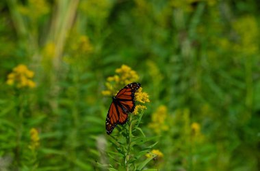 Monarch Butterfly Goldenrod üzerinde