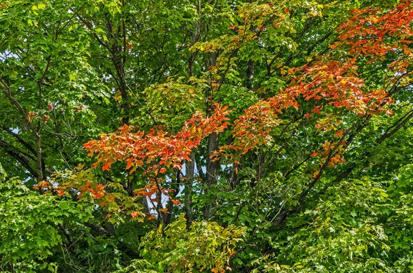 Maple Trees Ready for Fall — ストック写真