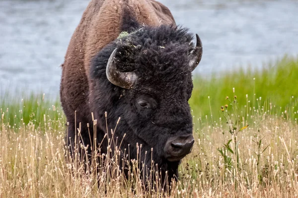 Bisonte a través de una lente grande — Foto de Stock