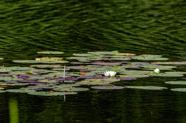 Colorful Lily Pads With White Blossoms