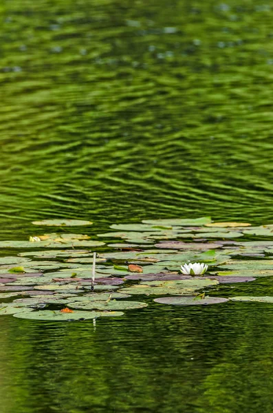 White Blossoms On Colorful Lily Pads — Stock Photo, Image