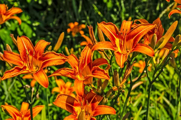 Turuncu Hendek Zambakları — Stok fotoğraf