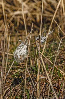 İlkbaharda tohumlu ve diş ipli yosun.