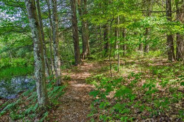 Michigan 'da Loda Gölü Yaban Çiçeği ve Kültür Yolu