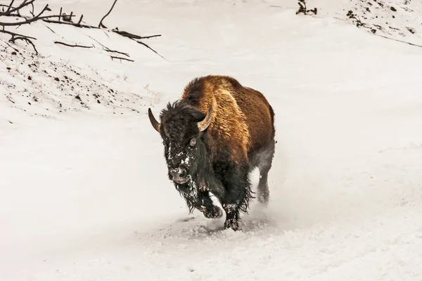Americký Bizon Kopat Nějaký Sníh Zatímco Pohybuje Zasněžené Silnici Yellowstone — Stock fotografie