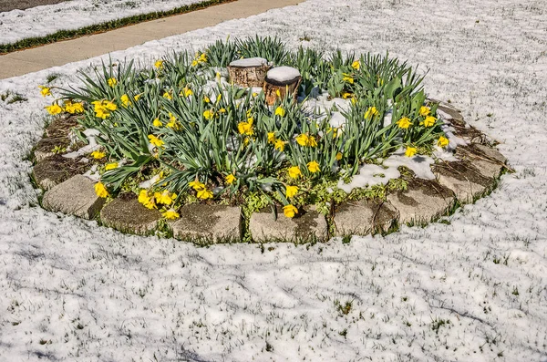 Vackra Gula Påskliljor Bråttom Att Blomma Solig Dag När Vintern — Stockfoto