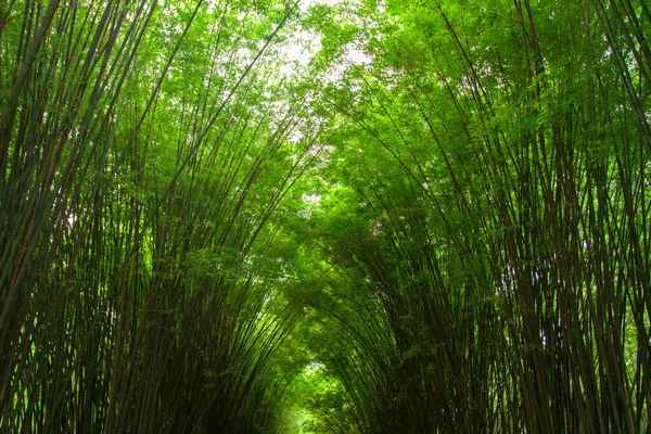 Bamboo tunnel for a natural green backdrop Makes you feel refreshed, relaxed and comfortable