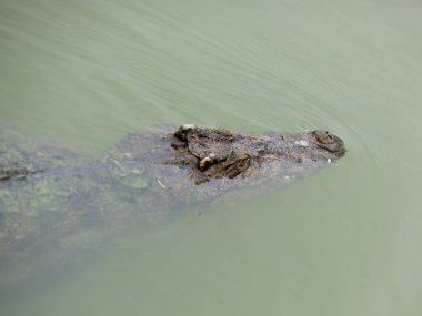 Asyalı timsah dayanıklı bir amfibi.
