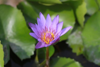 Tamamen çiçek açmak üzere olan mor bir nilüfer çiçeğinin merkezinde sarı pudingler ve parlak yeşil yapraklar bulunur..