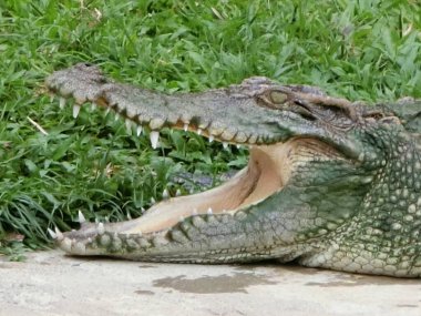 Asyalı timsah dayanıklı bir amfibi.