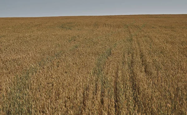 Vacker Rymlig Vete Grön Fält — Stockfoto