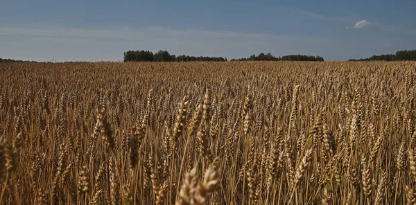 Vacker Rymlig Vete Grön Fält — Stockfoto