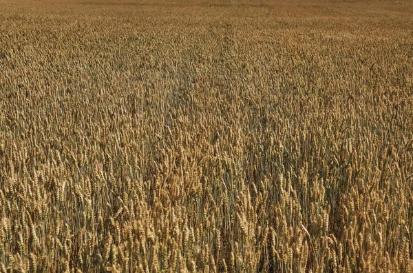 Bellissimo Campo Verde Grano Spazioso — Foto Stock