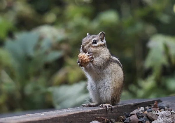 Beautiful chipmunk living in the forest — Stock Photo, Image