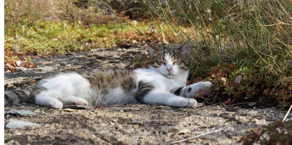 Jeune chat se couche et se prélasse au soleil — Photo