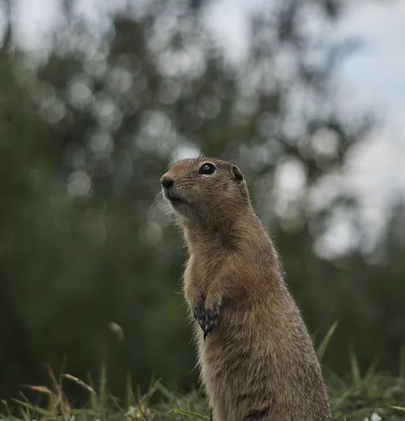 Gopher στέκεται και ρολόγια προσεκτικά — Φωτογραφία Αρχείου