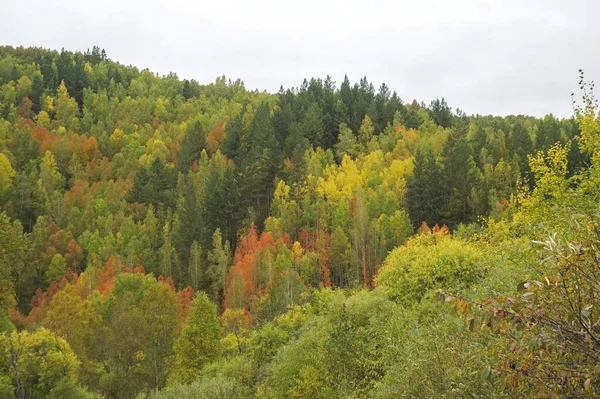 山の森の魅力的な黄金の秋 — ストック写真