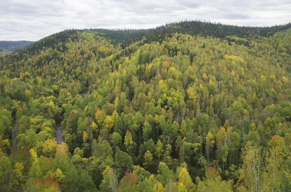 Encantador outono dourado na floresta de montanha — Fotografia de Stock