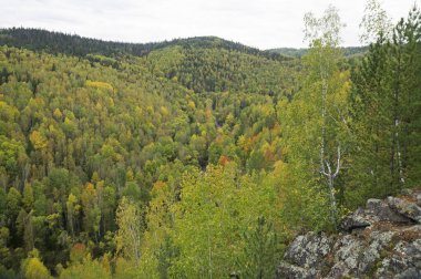 Ormanda olağanüstü sonbahar kırmızı-sarı renkler