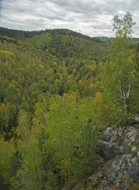 Ormanda olağanüstü sonbahar kırmızı-sarı renkler