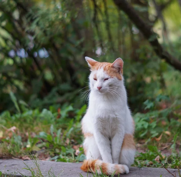 Beatifull chat de rue rouge assis sur le chemin — Photo
