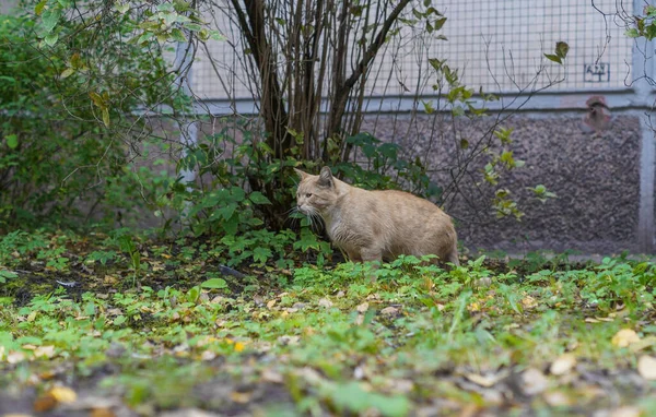 Beatifull chat de rue rouge chasse dans la cour — Photo