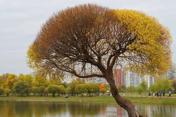 Syksyllä kaunis kaksisävyinen puu kaupungin puistossa — kuvapankkivalokuva