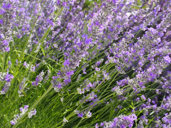 Lavender Bunga Close Detail — Stok Foto