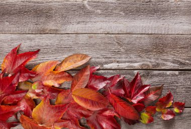 Güzel sonbahar kırmızı tahta üzerinde yapraklar