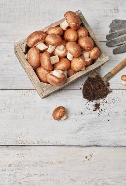 Çiftçinin mantar içinde bir krater