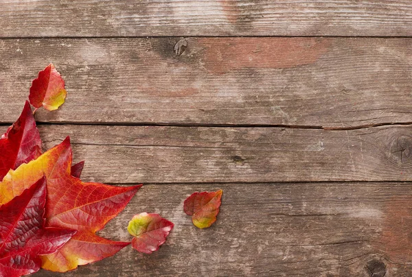 Hermosas Hojas Rojas Otoño Madera — Foto de Stock